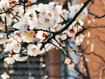 Casino777 Casino Application mobile